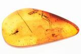 Detailed Fossil Parasitoid Wasp (Diapriidae) In Baltic Amber #367433-1